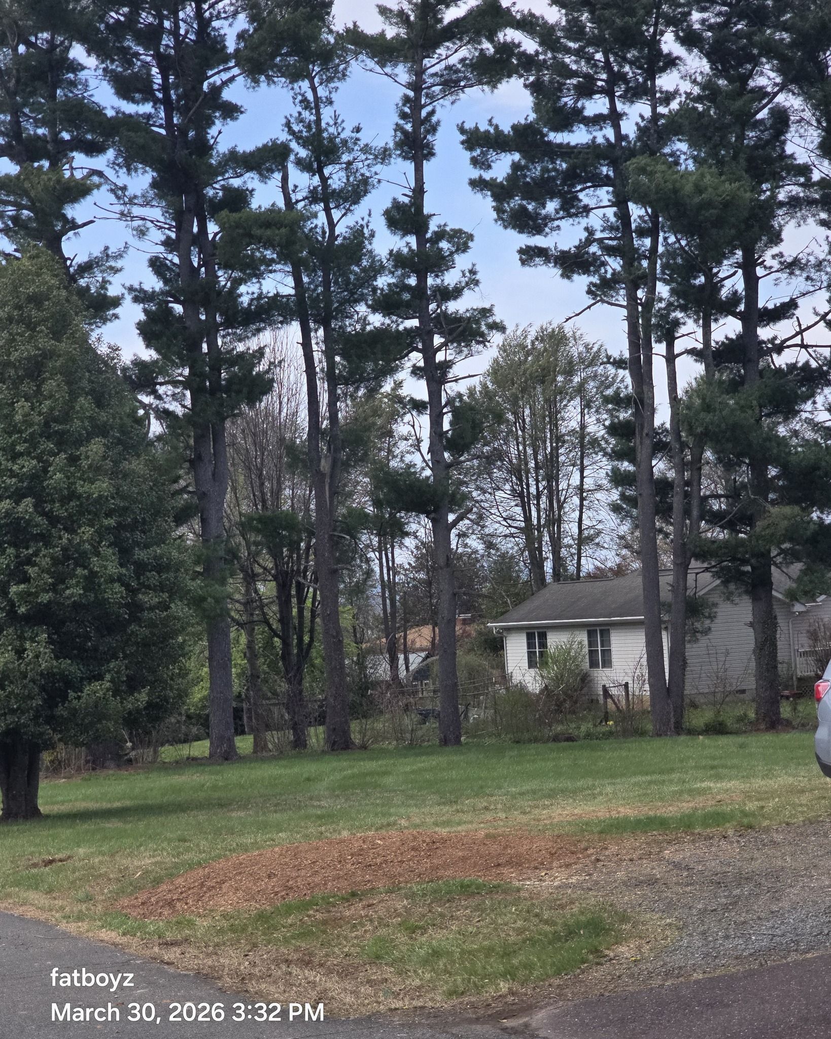 Tall pine trees in a grassy yard with a small white house in the background, under a cloudy sky.