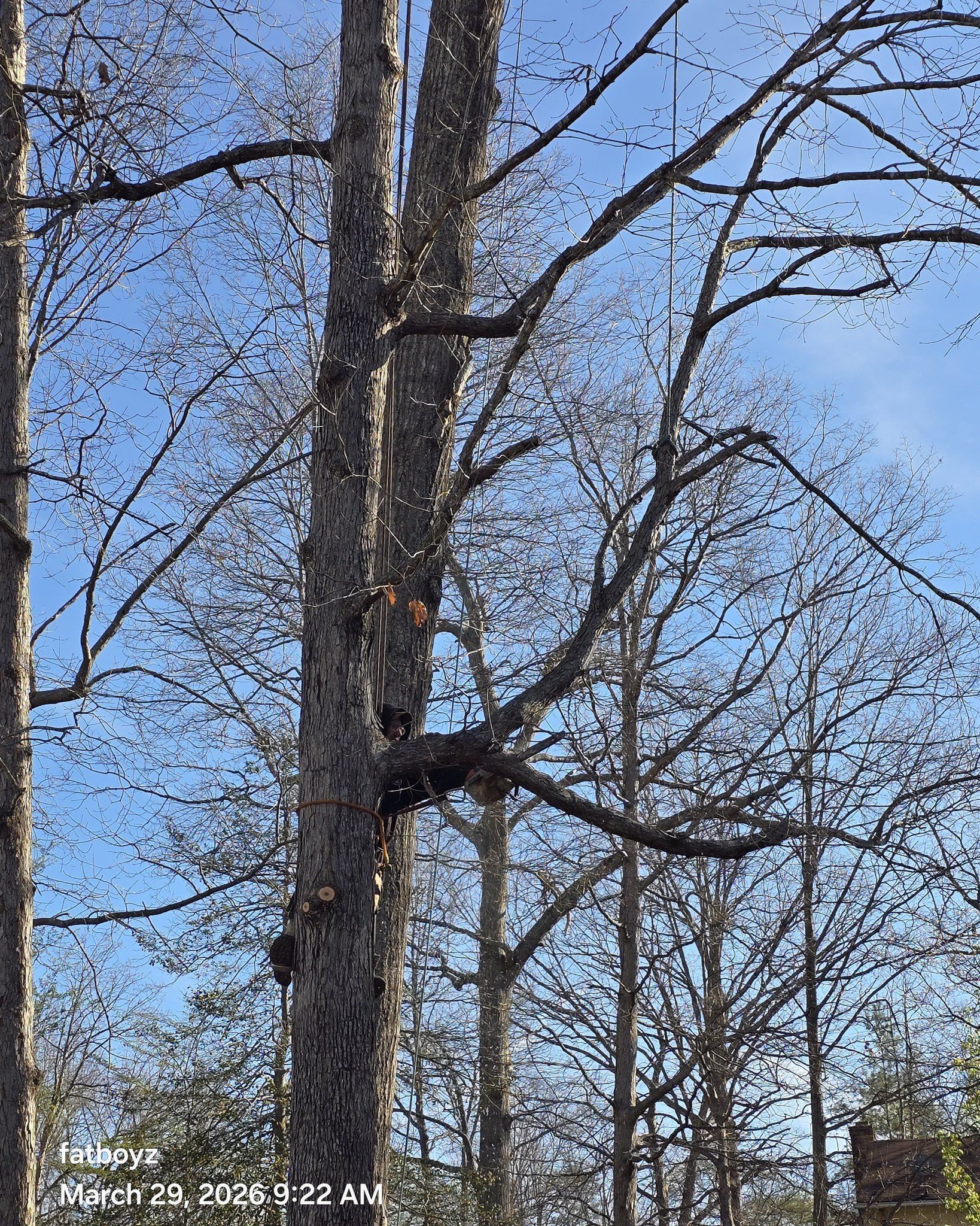 Bare tree trunks and branches against a clear blue sky in a wooded area