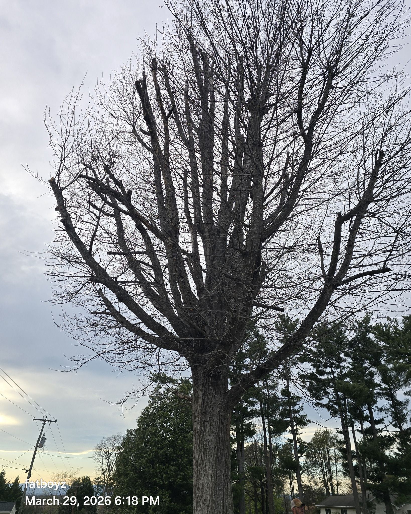 Tall leafless tree silhouetted against a cloudy evening sky.