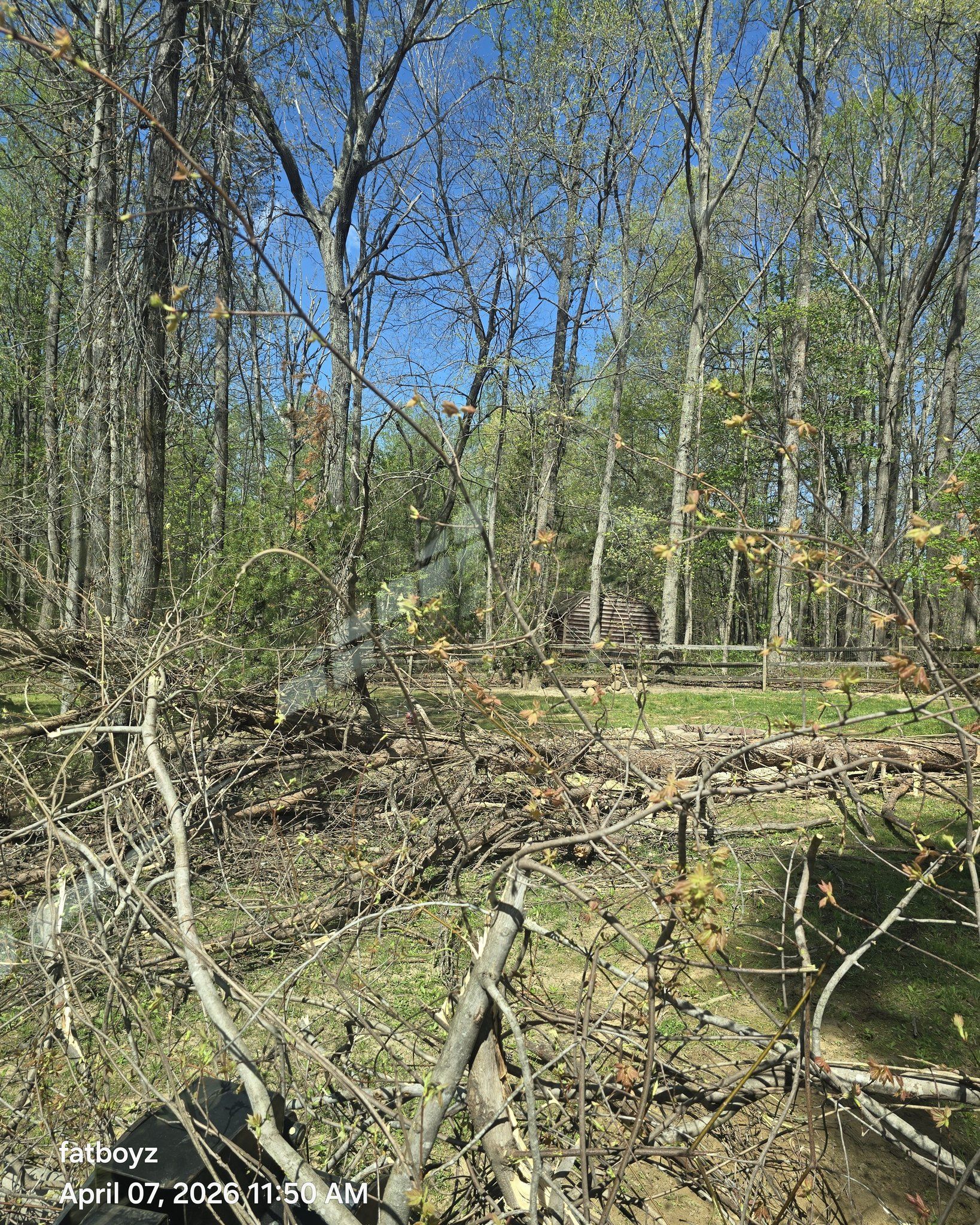Sunlit woodland path with fallen branches, birch trees, and blue sky