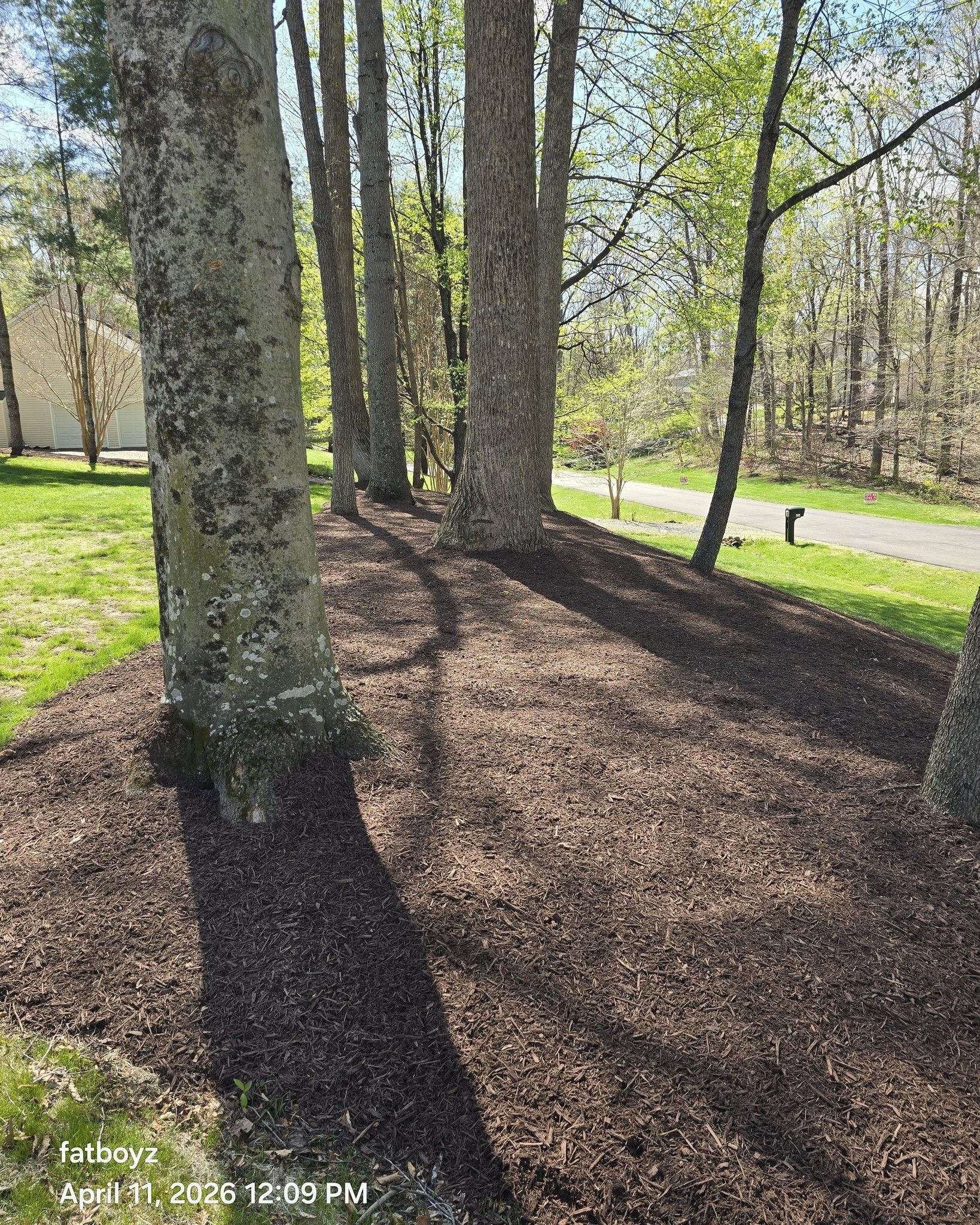 Tree-lined park path with long shadows, grass, and a road in the background