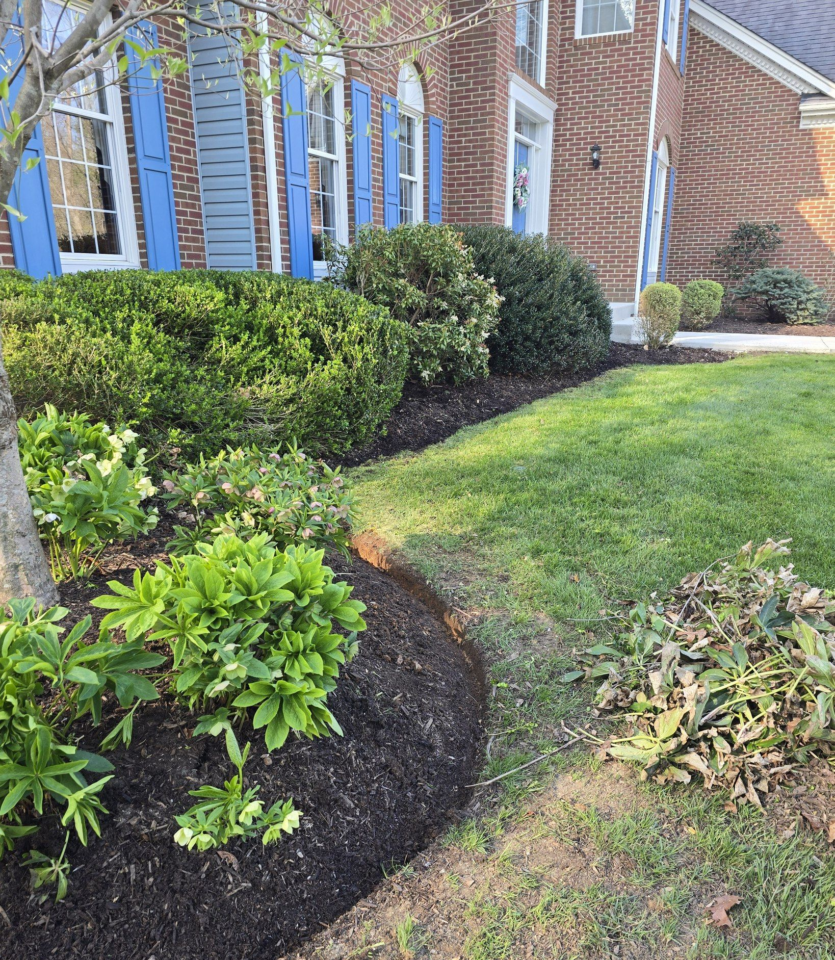 Shrubs and mulch border a brick building with blue window frames and a green lawn.