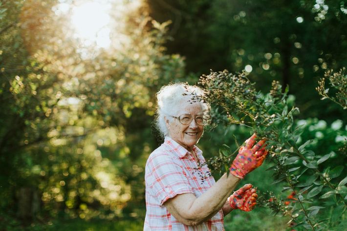 Elderly person in a plaid shirt and red gloves harvesting berries in a sunlit garden