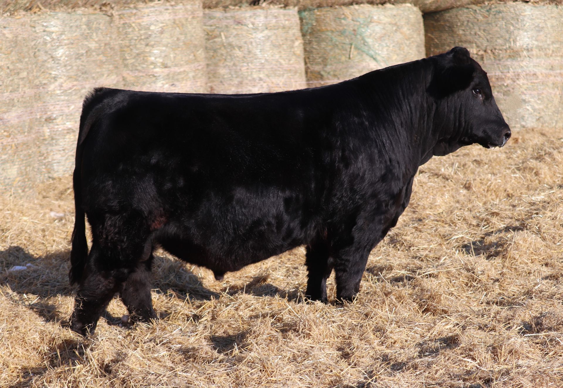 Herd Sires