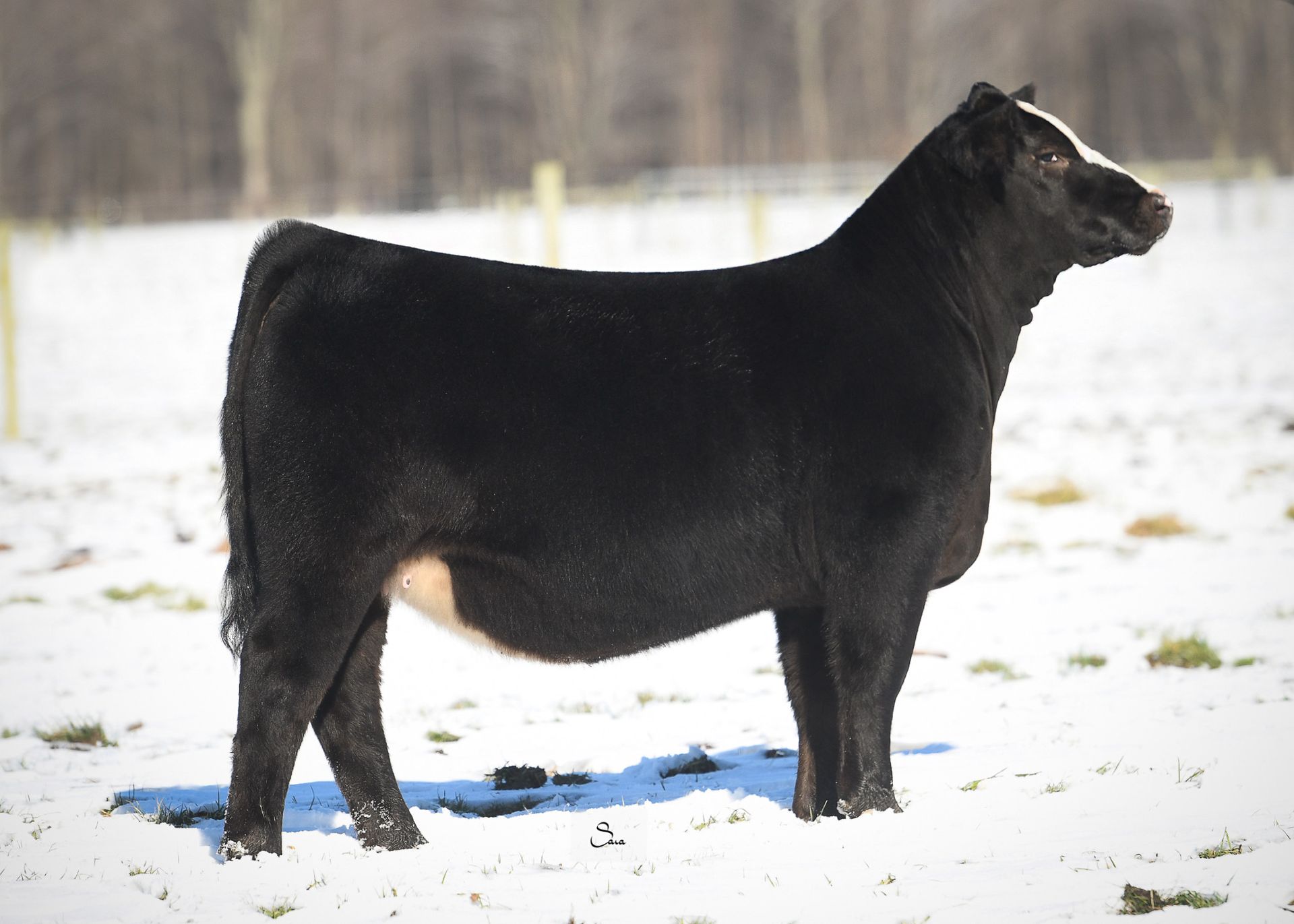 SANDEEN LOADED LADY 2625