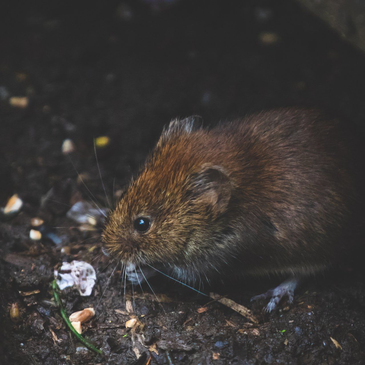 Rodent Surveys Melbourne
