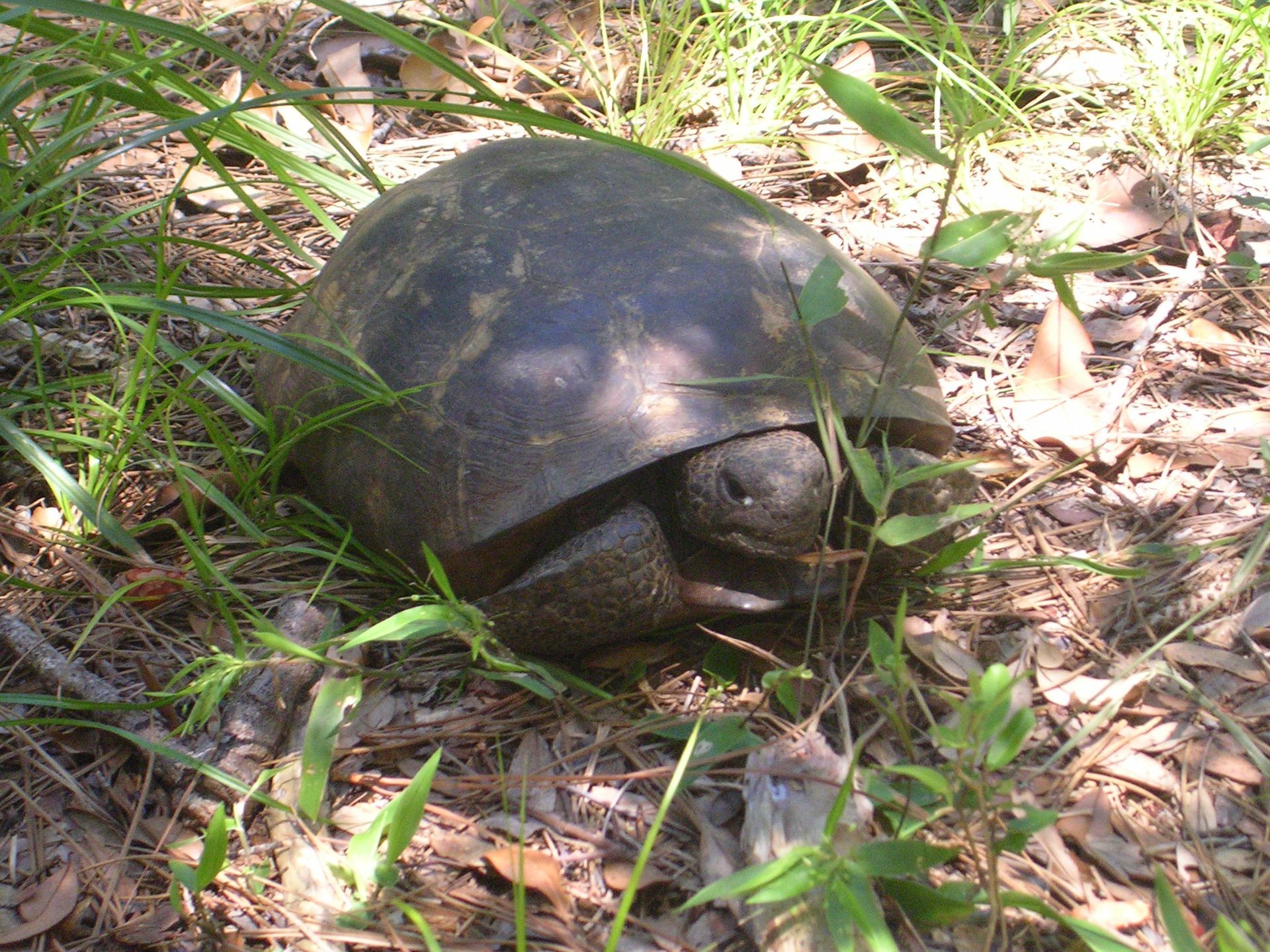 Turtle with a dark shell resting in sun-dappled grass and leaves outdoors