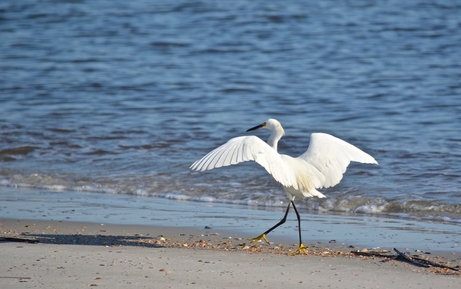White heron with wings spread walking on a sandy shore by calm water
