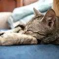 Close-up profile of a tabby cat resting peacefully.