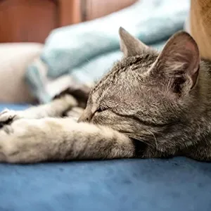 Close-up profile of a tabby cat resting peacefully.