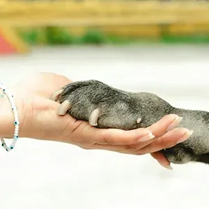 A human hand gently holding a grey cat's paw.