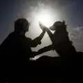 Silhouette of a person and a dog high-fiving against a bright, backlit sky.