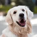 Close-up portrait of a happy, smiling golden retriever looking directly at the camera.