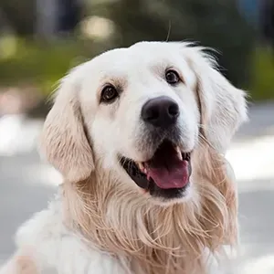 Close-up portrait of a happy, smiling golden retriever looking directly at the camera.