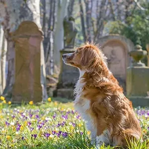 A golden dog standing in a peaceful pet cemetery with stone tombstones in the background.