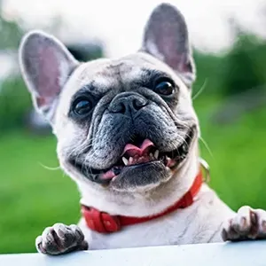 Close-up portrait of a French Bulldog looking up with its tongue slightly out.