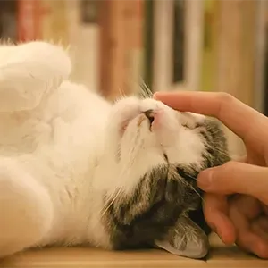 A hand gently petting a white cat lying upside down on its back