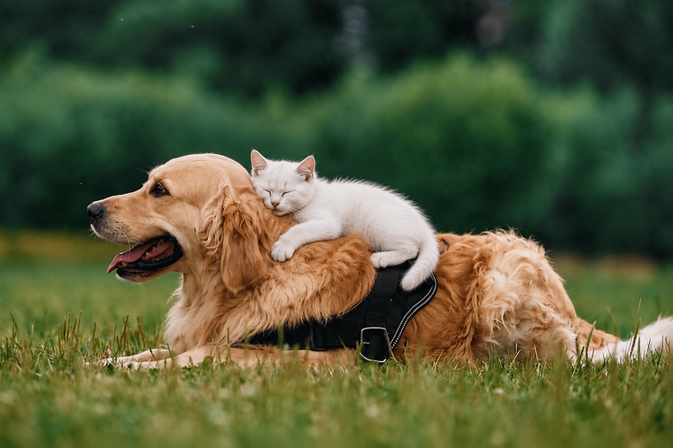 A white kitten sleeping on the back of a golden retriever lying in the grass.