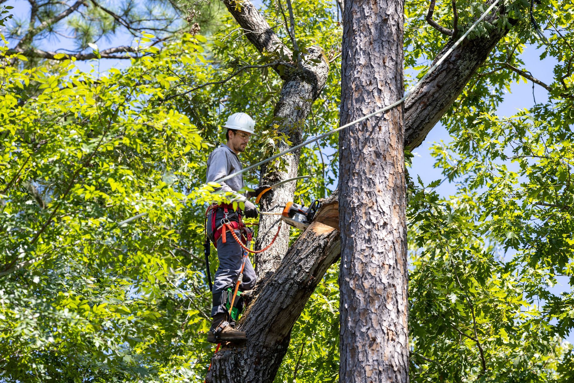 A man is cutting a tree with a chainsaw.