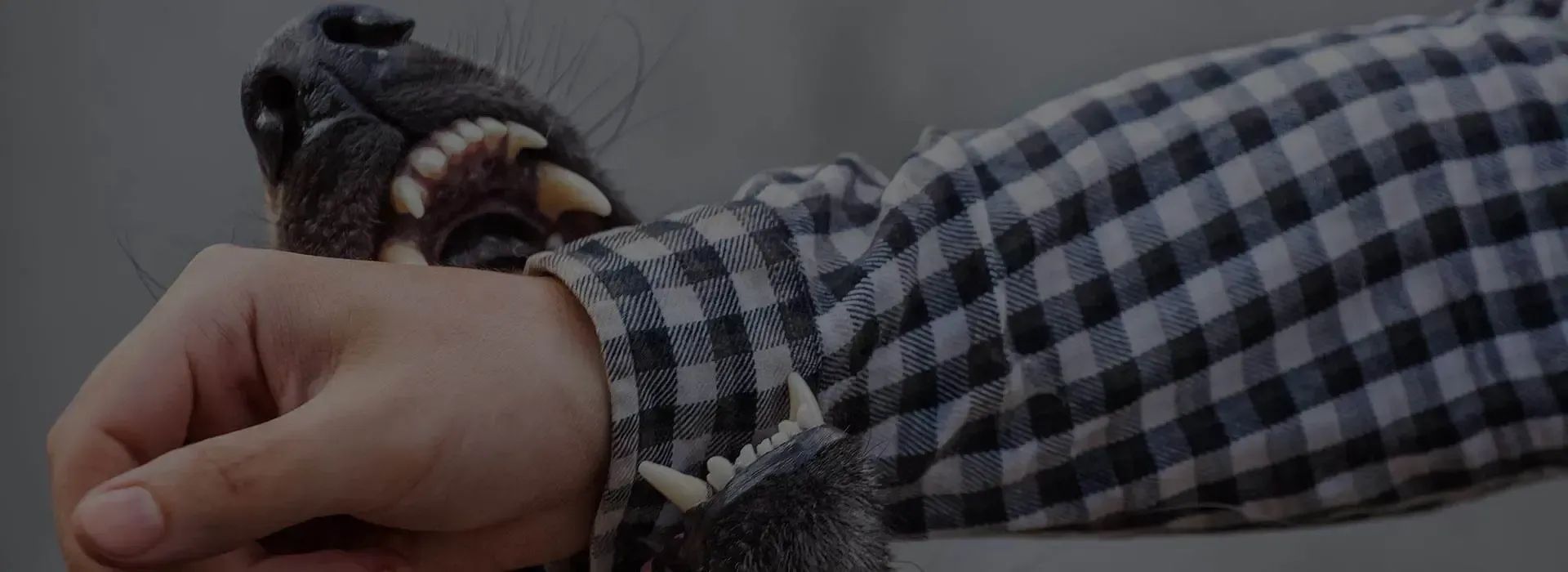 A person is holding a dog 's head in their hand.