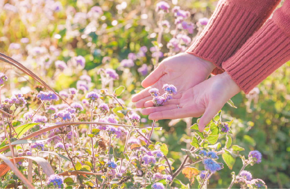 Close up of a woman's hands gently holding a wild flower in a field
