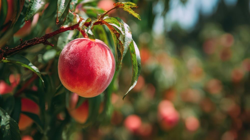 Closeup of a peach on a tree in an orchard