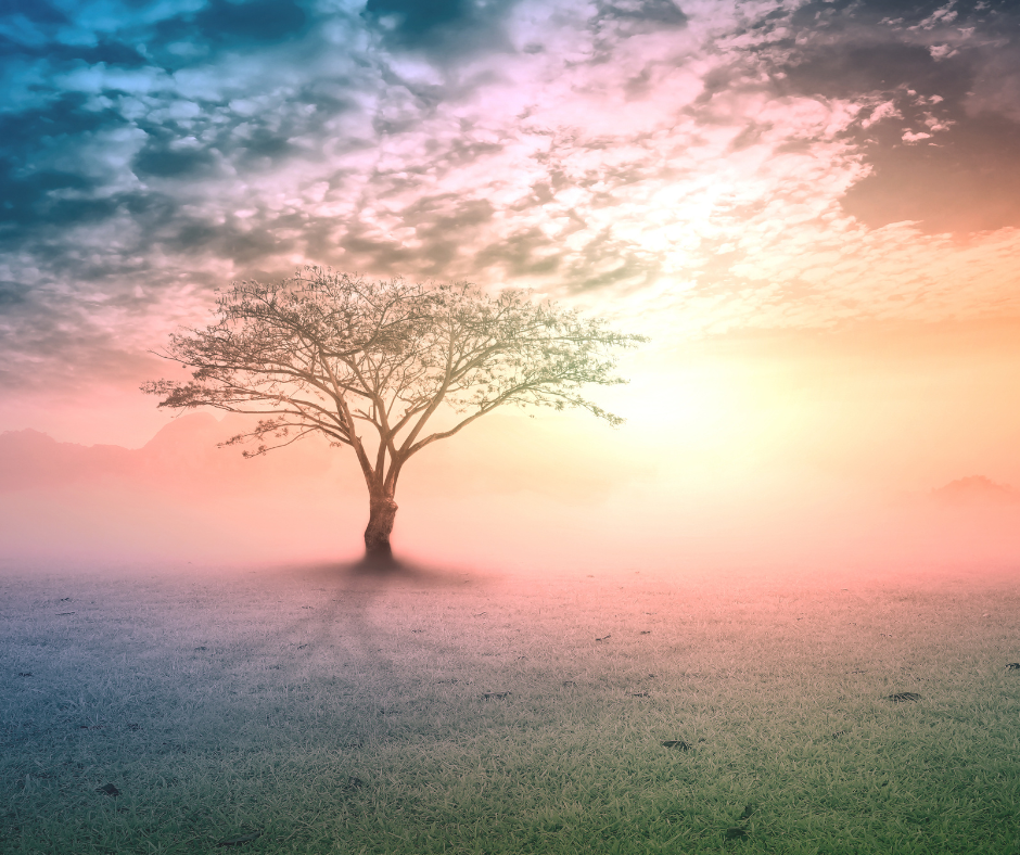 Tree in meadow with pink and blue sky