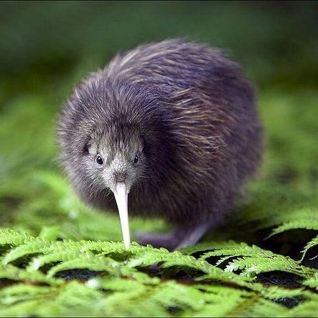 A small kiwi bird with a long beak is standing in the grass.