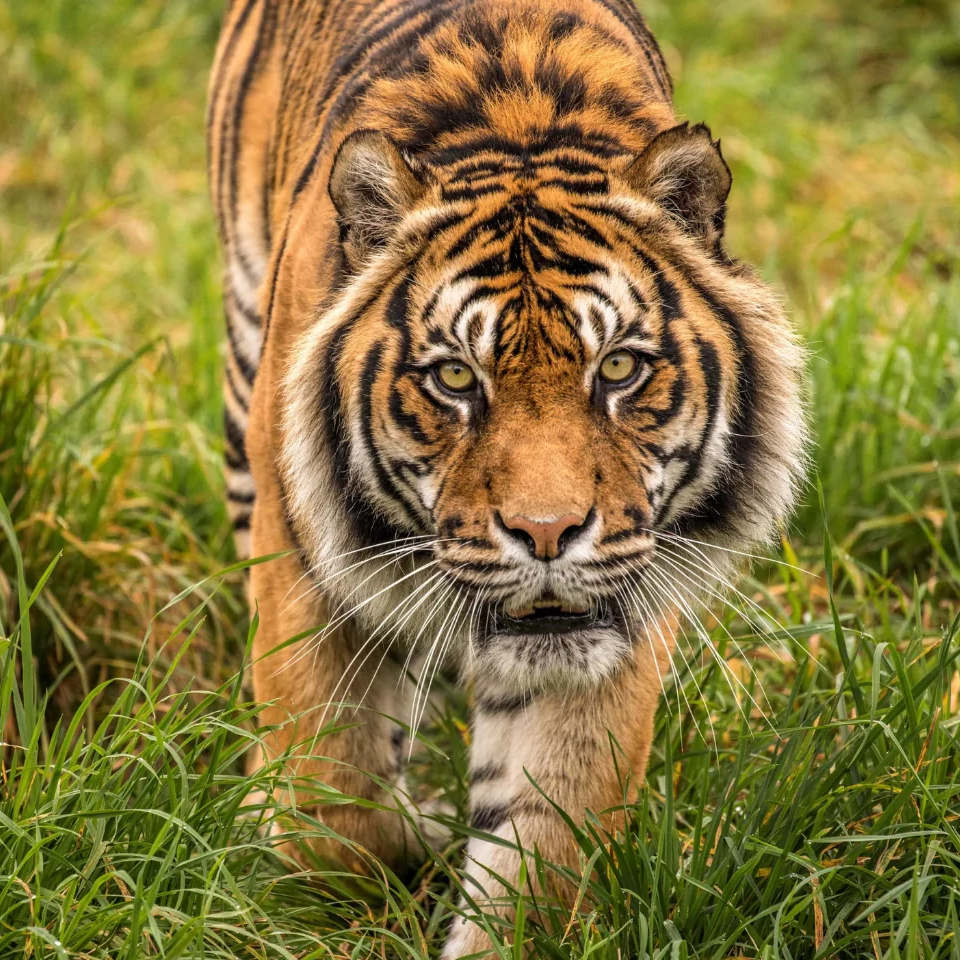 A tiger is walking through the grass and looking at the camera.