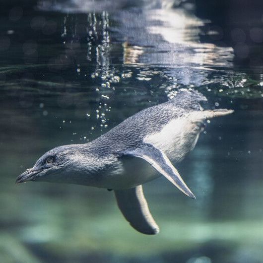A penguin is swimming underwater in a tank