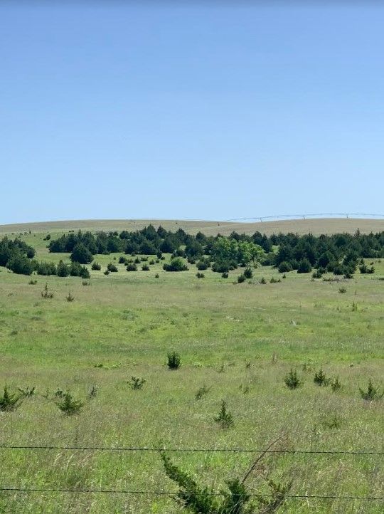 pasture tree removal photo of cedar trees