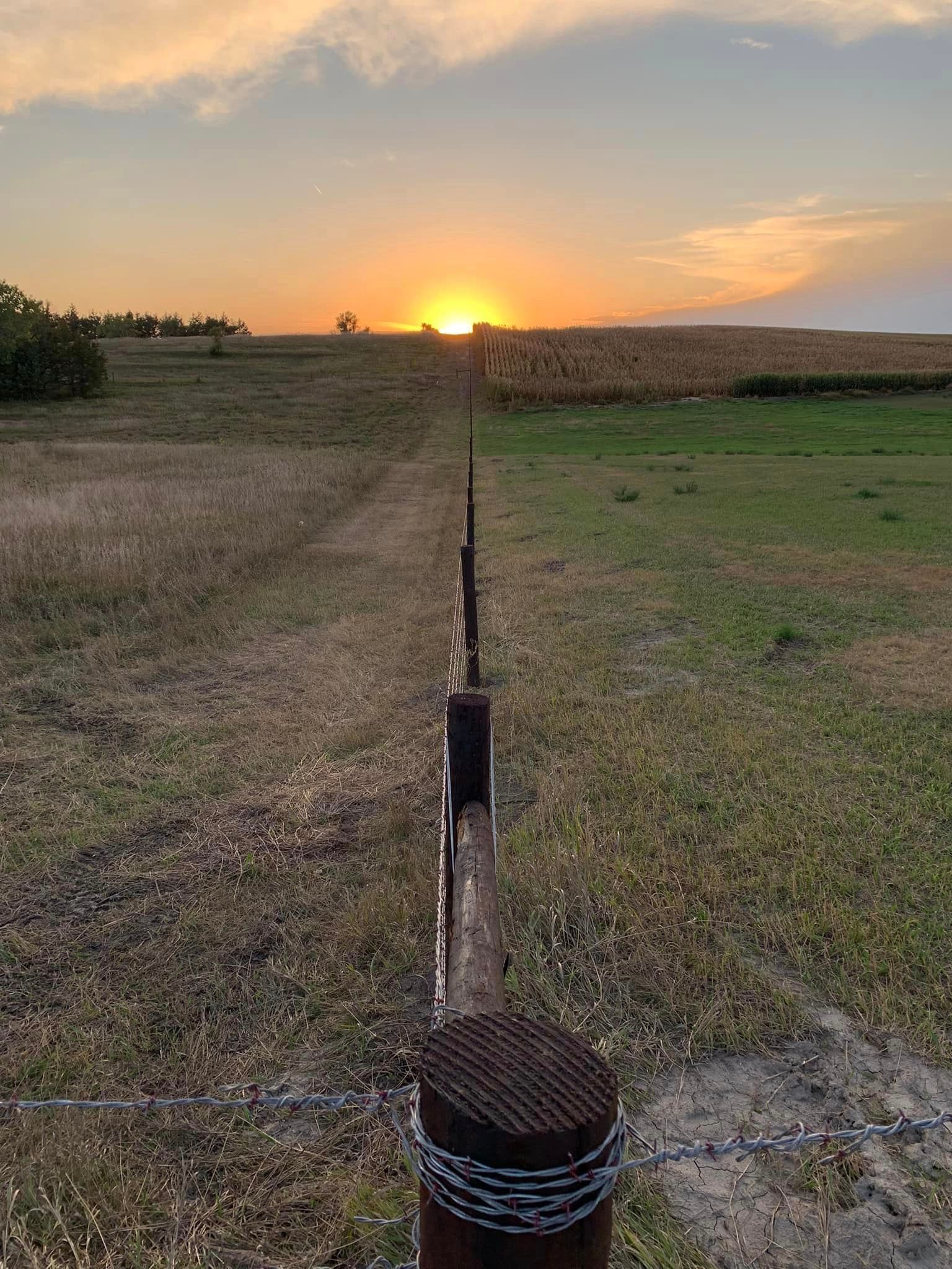 barbed wire photo in pasture
