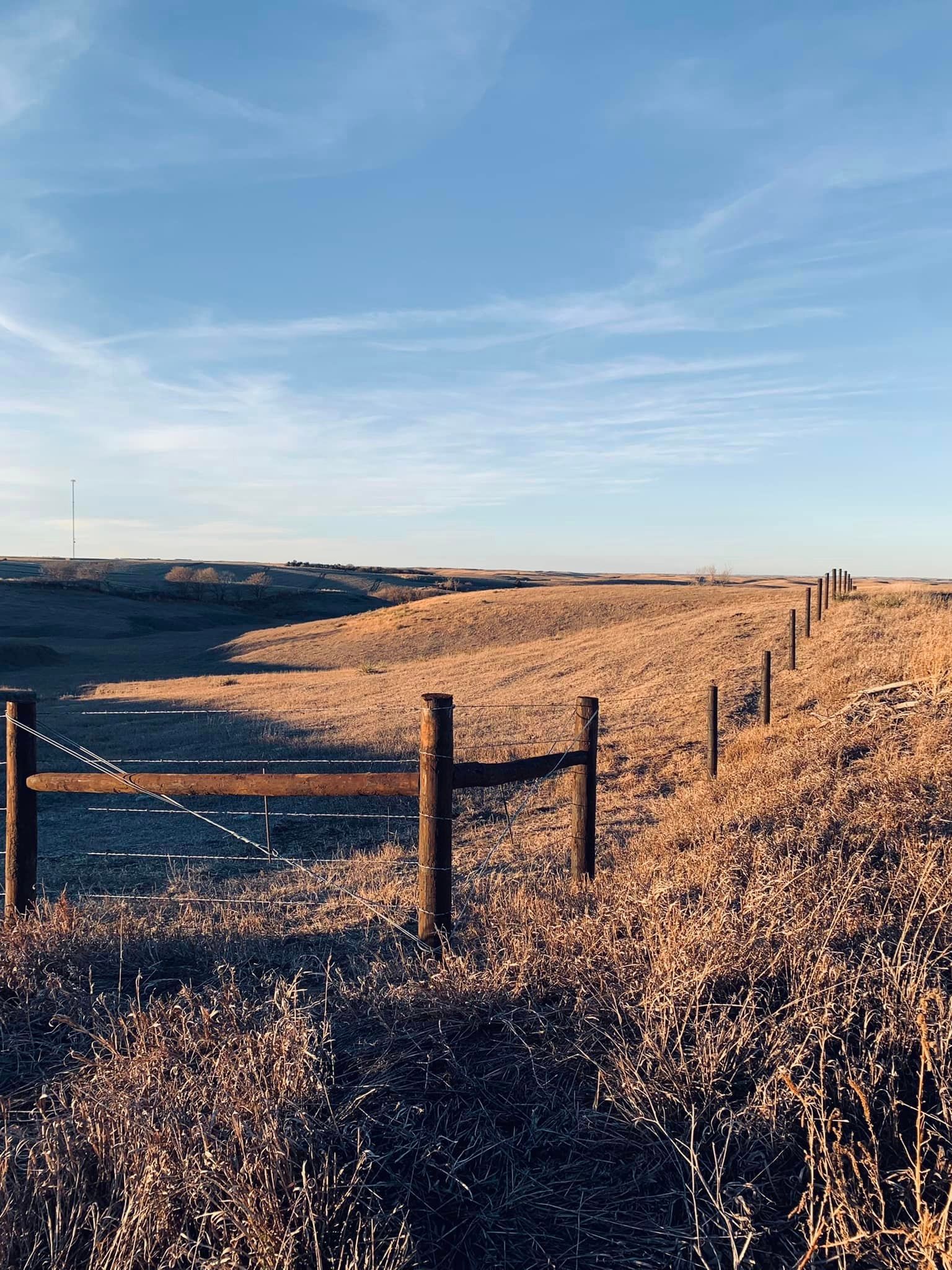 barbed wire photo in pasture
