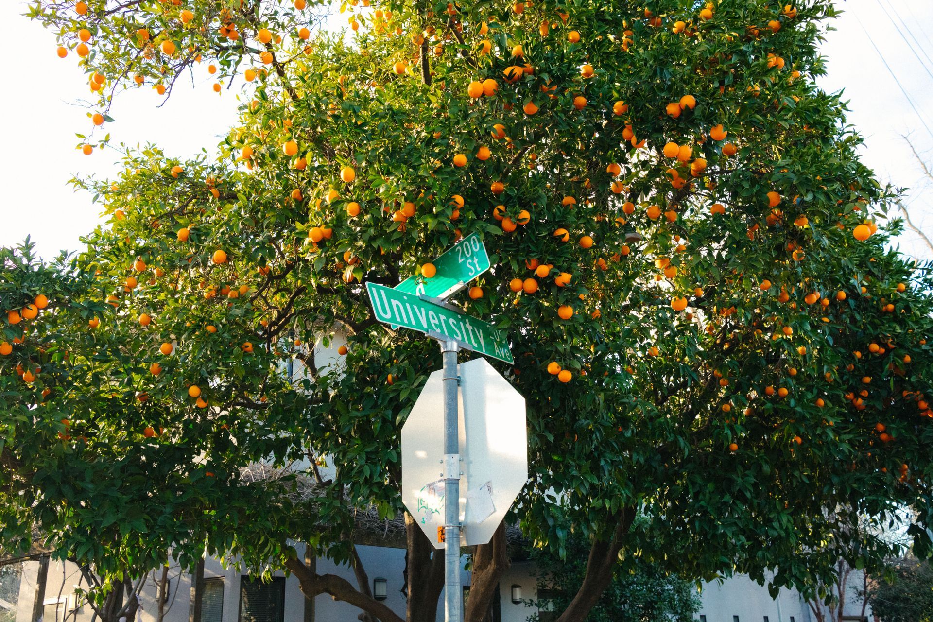 woodland california cleaning services