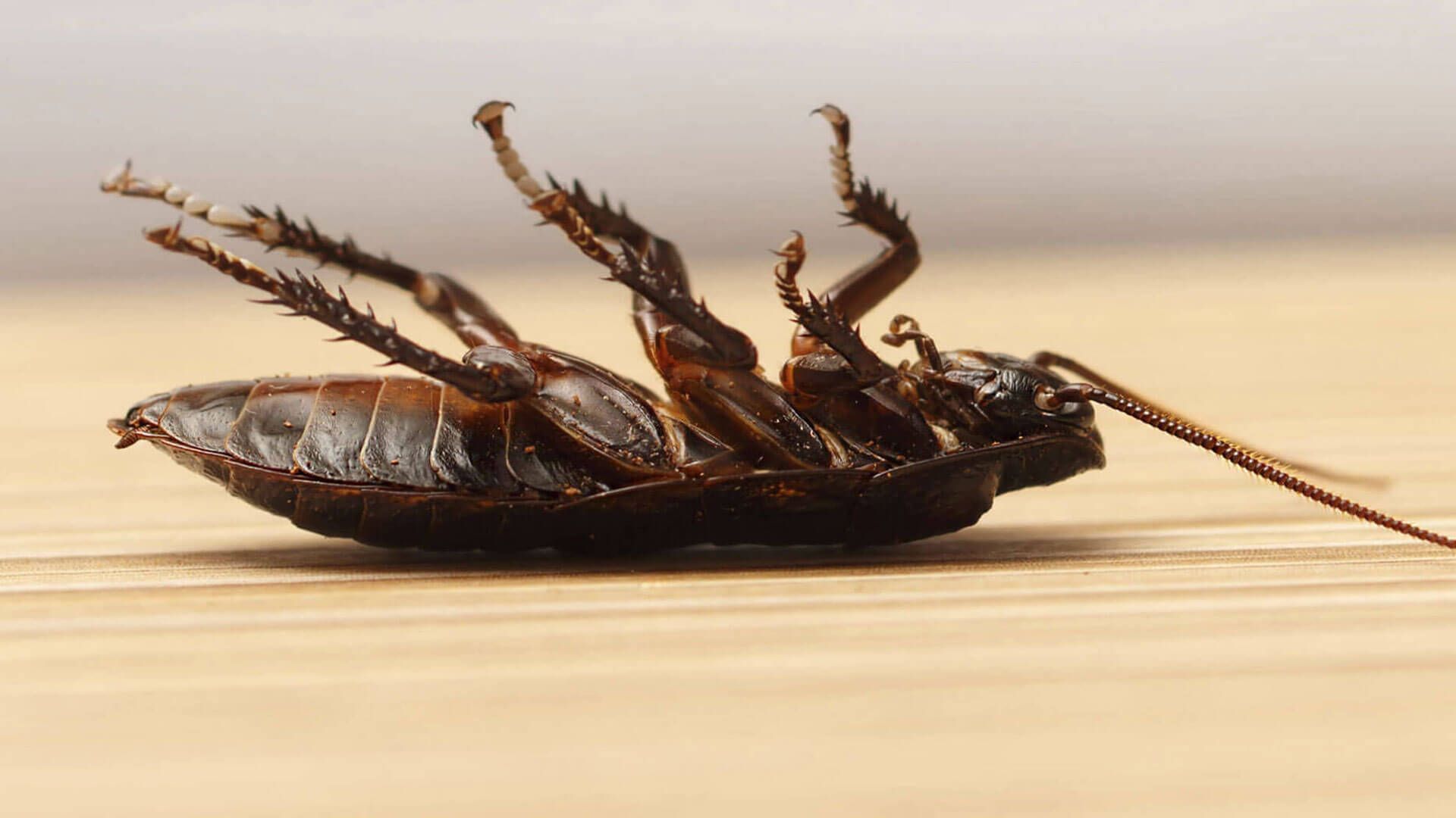 cucarachas
