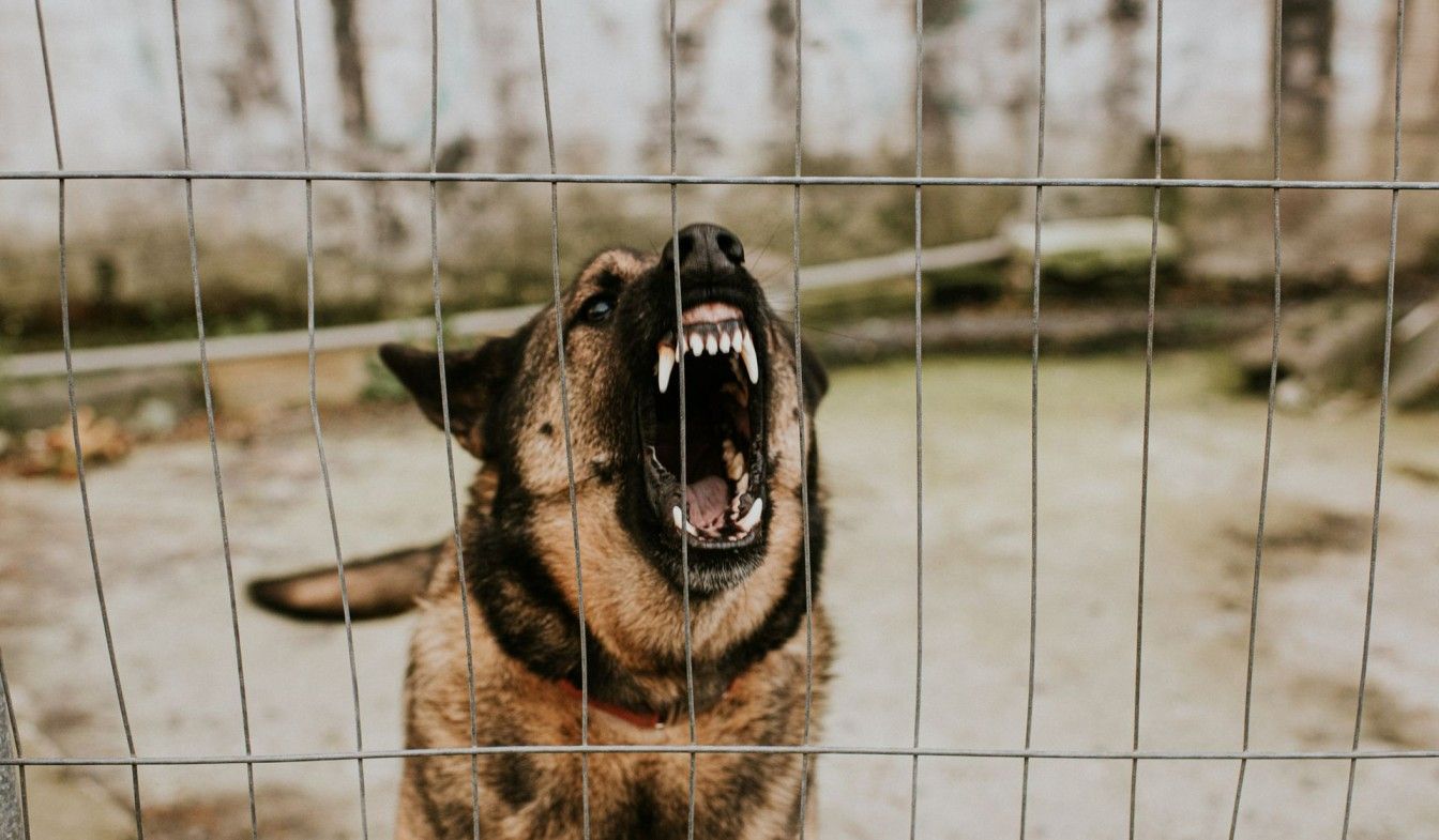 A dog is behind a wire fence with its mouth open.