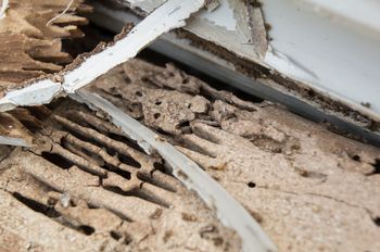 Close-up of a damaged surface with broken white paint and exposed brown material underneath
