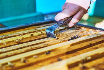 Hand using a hive tool to scrape honeycomb frames in a beehive box