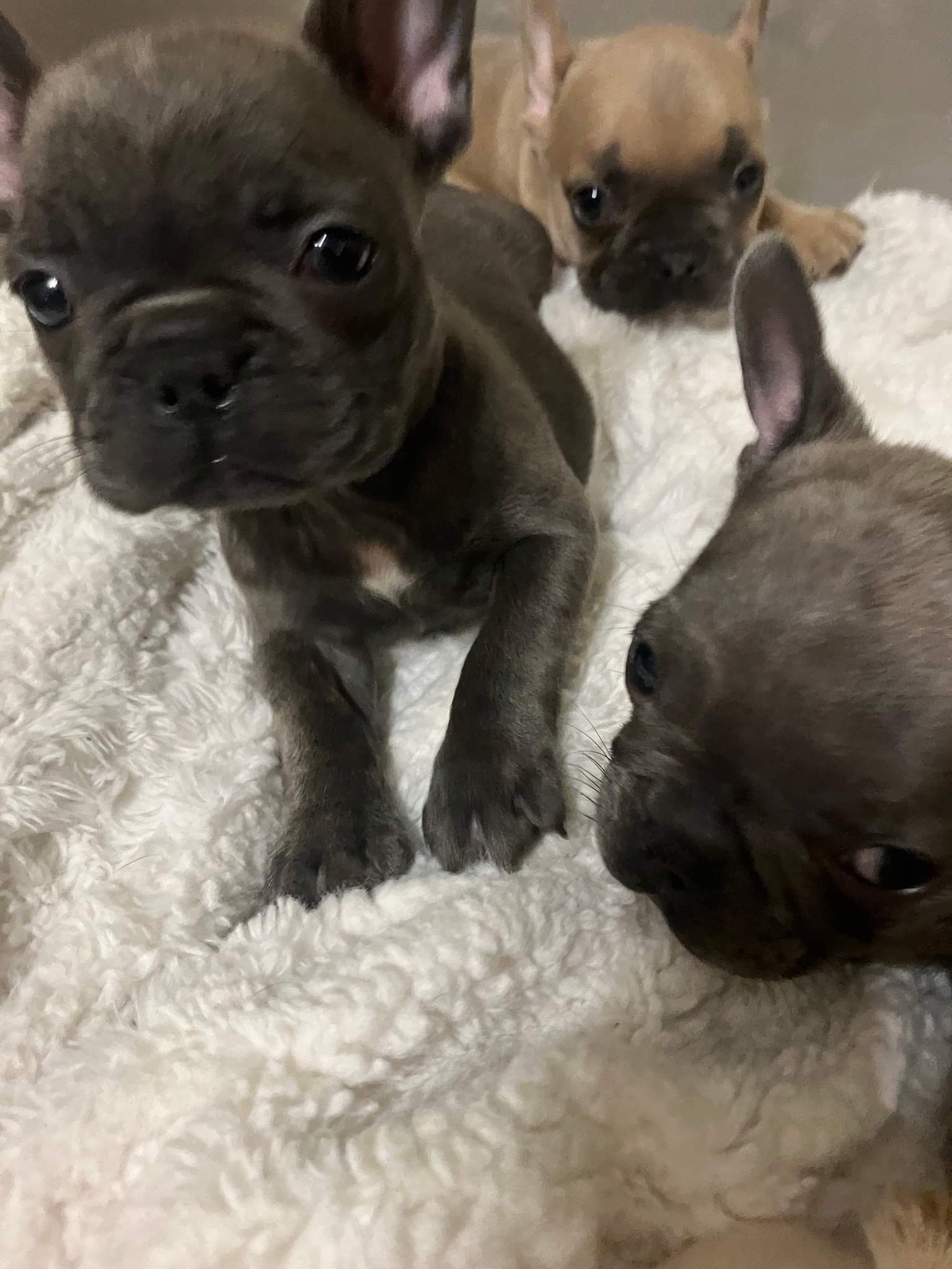Three French Bulldog puppies resting on a soft blanket, featuring blue, lilac, and fawn coats.
