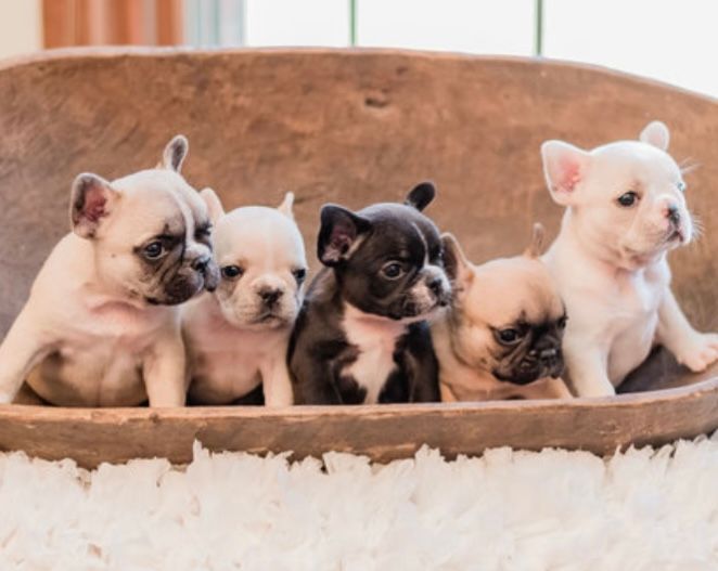 French Bulldog puppies for sale in Oklahoma raised by ethical French Bulldog breeder