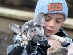 French Bulldog Puppies – Oklahoma French Bulldogs