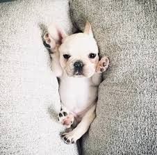 French Bulldog Puppies – Oklahoma French Bulldogs