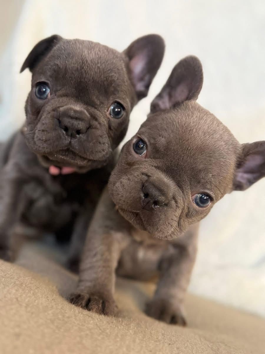 “Adorable French Bulldog puppies raised by an Oklahoma breeder”