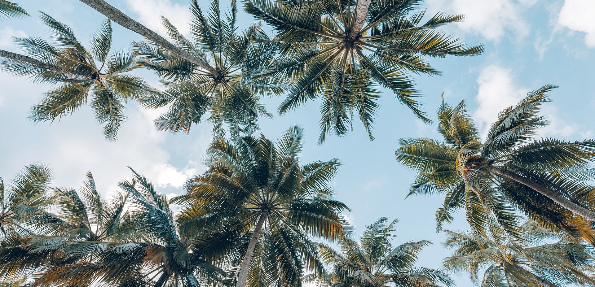 Palm trees against a blue sky with fluffy white clouds, viewed from below.