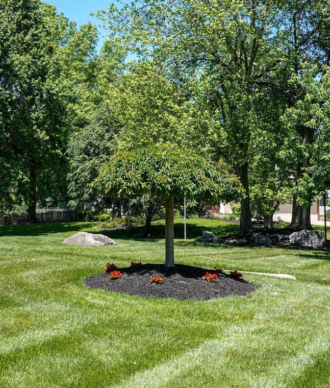 Small tree in a landscaped yard with black mulch and a few orange flowers, surrounded by green lawn and trees