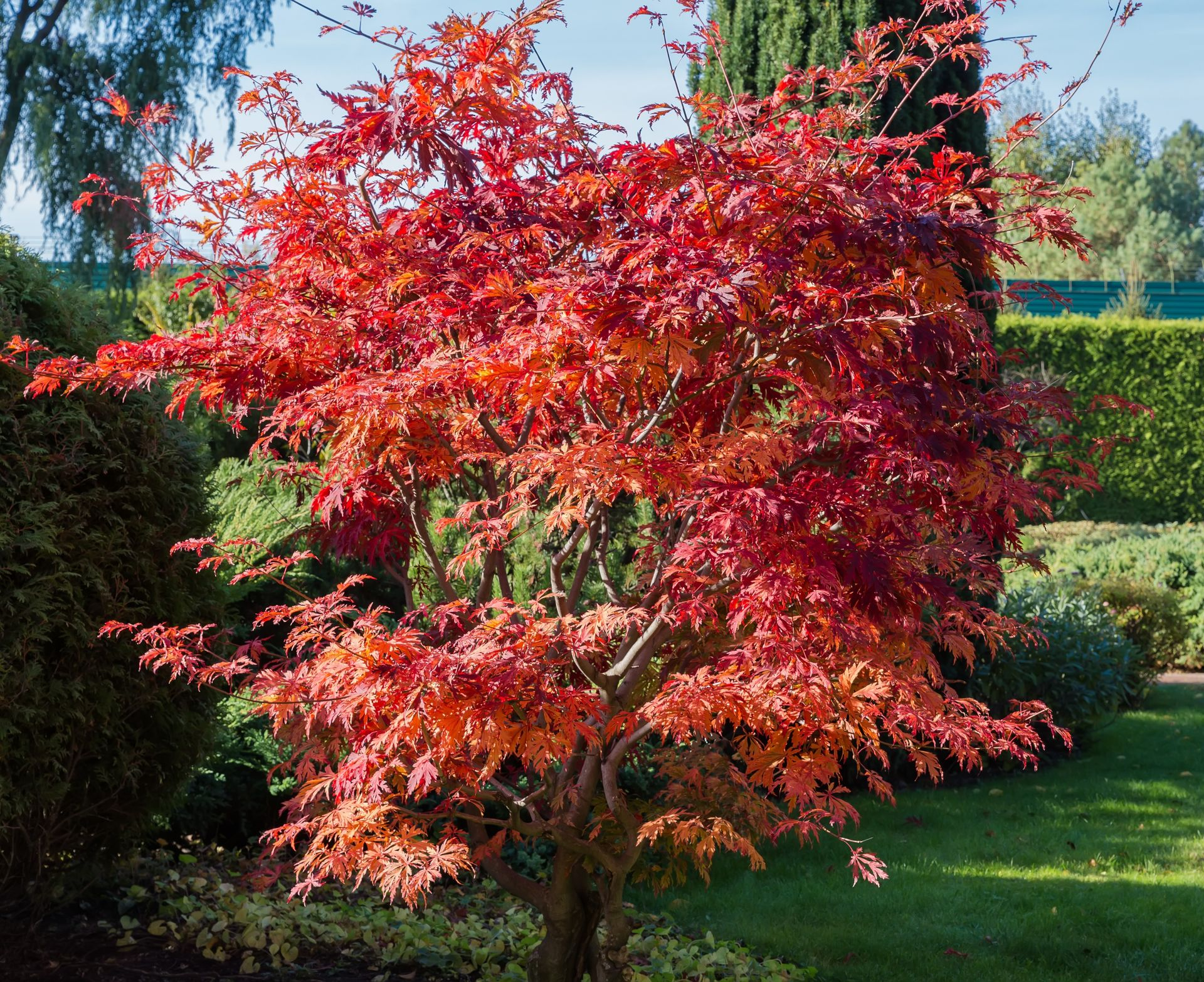 Red-leaved ornamental tree in a sunny garden with green shrubs and lawn