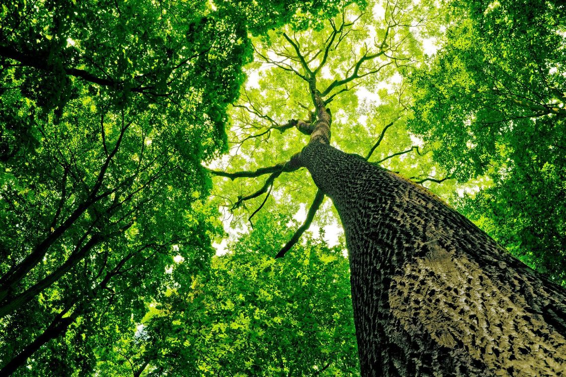 Upward view of tall tree trunks and bright green leaves in a sunlit forest canopy