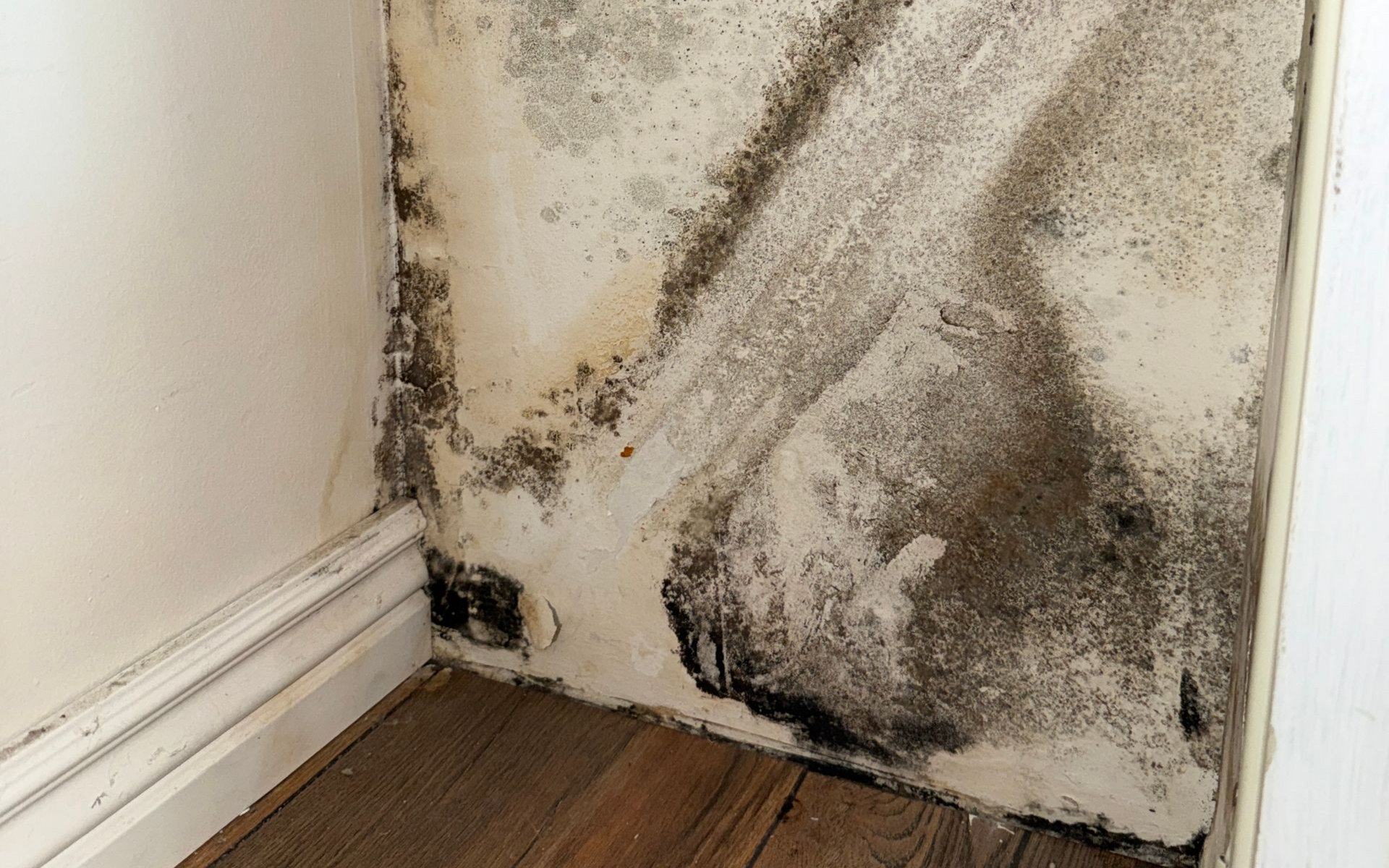 Mold-covered wall corner with peeling paint and dark water damage near a floorboard