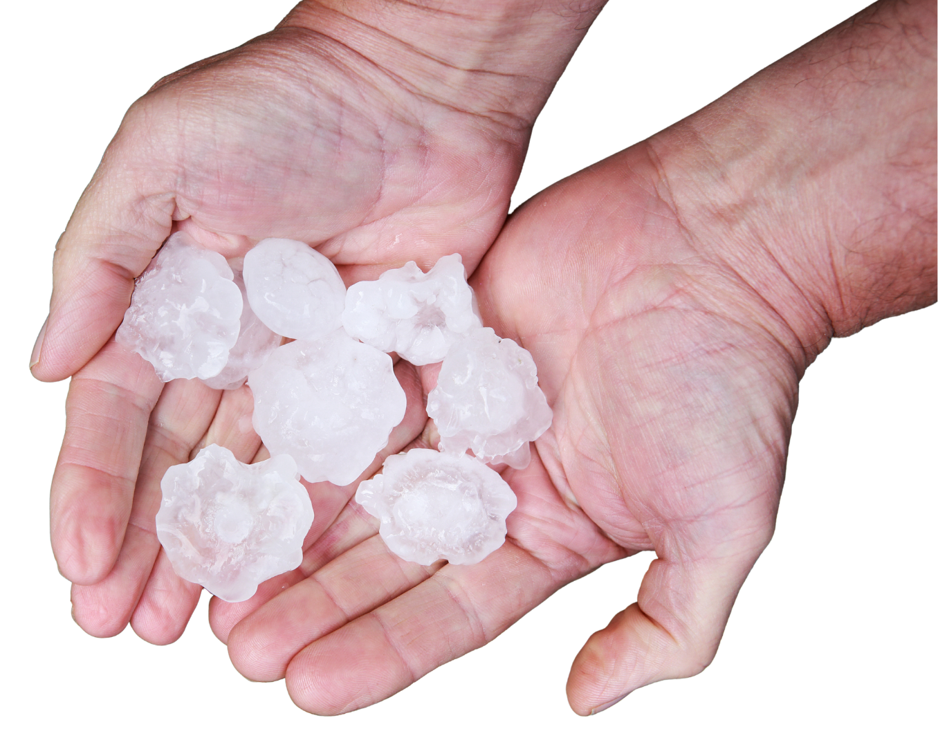 Two hands holding several white hailstones over a plain background