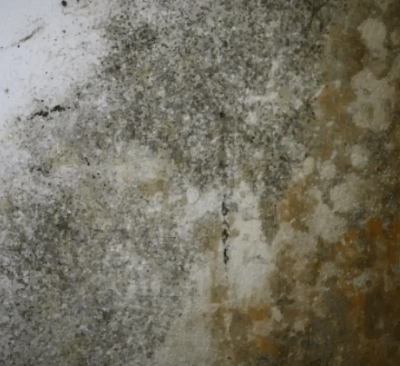mold remediation mold remediation